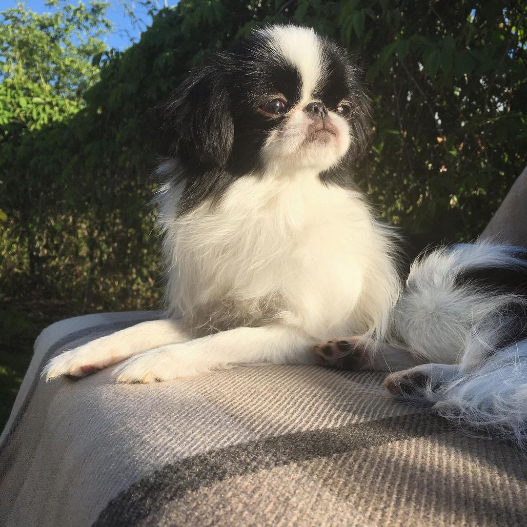 15 Cool Facts About Japanese Chin 10