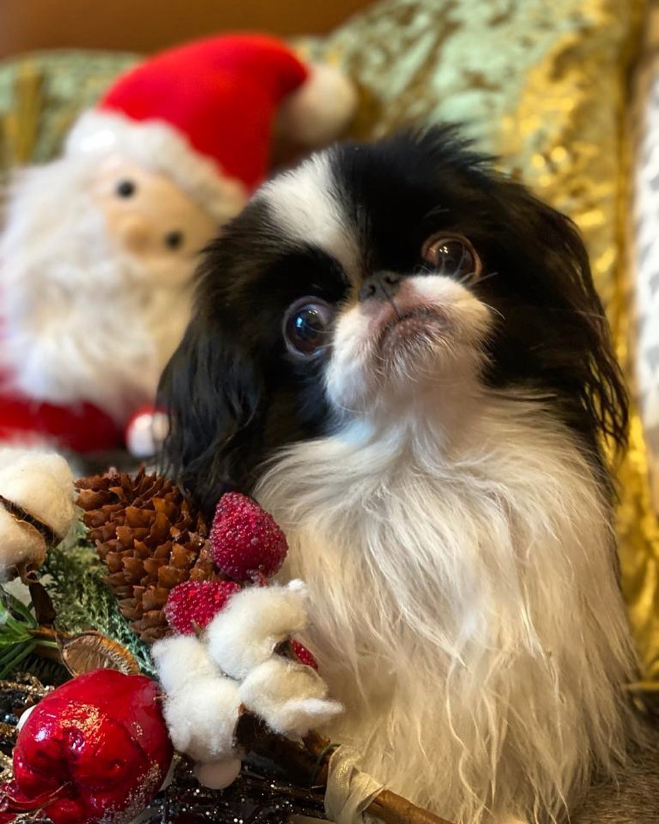 15 Cool Facts About Japanese Chin 11