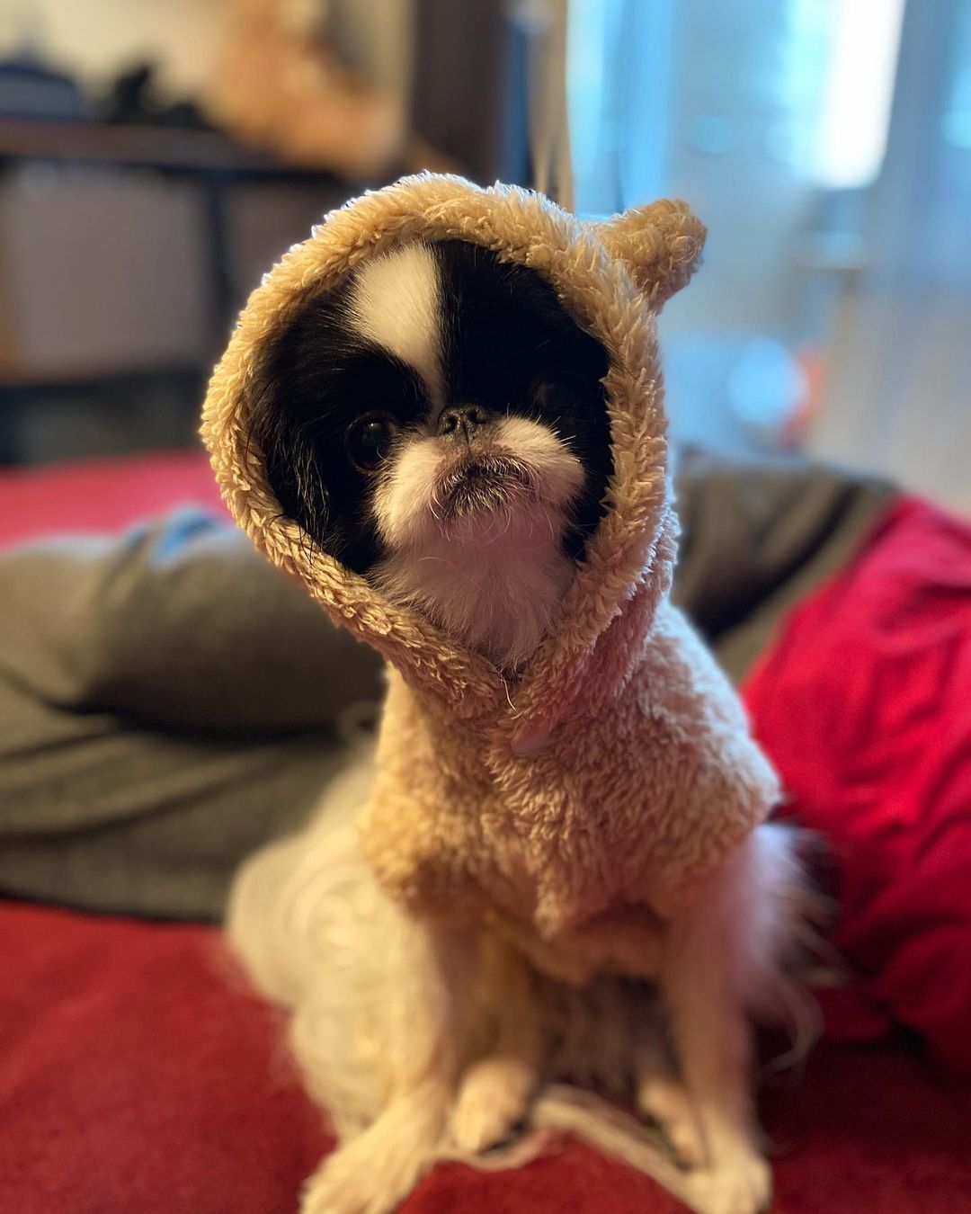 15 Cool Facts About Japanese Chin 9