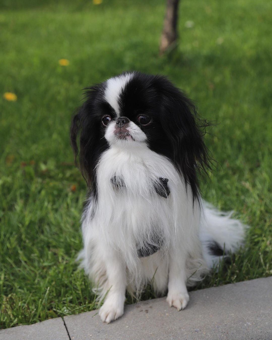 15 Cool Facts About Japanese Chin 10