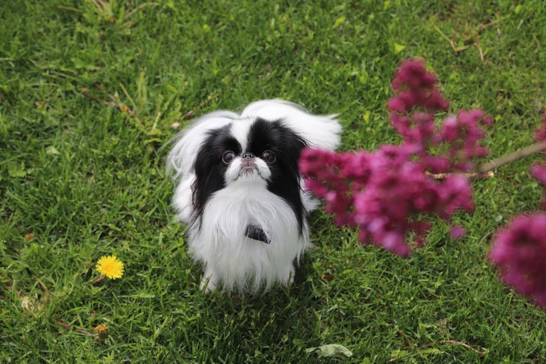 15 Cool Facts About Japanese Chin 11
