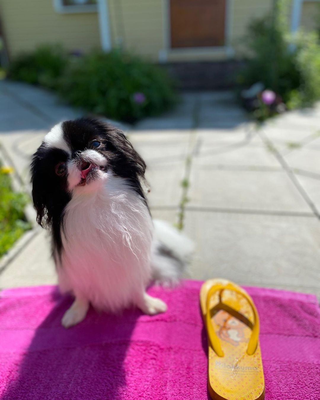 15 Interesting Facts About Japanese Chin 9 15 Interesting Facts About Japanese Chin 9