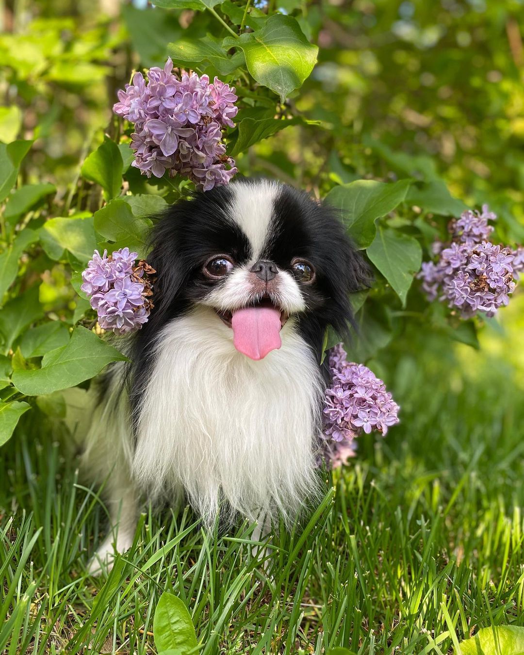 15 Interesting Facts About Japanese Chin 10 15 Interesting Facts About Japanese Chin 10