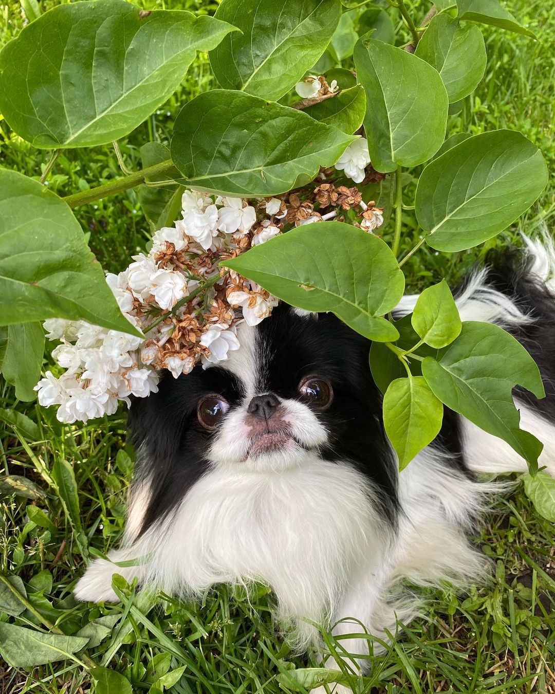 15 Interesting Facts About Japanese Chin 11 15 Interesting Facts About Japanese Chin 11