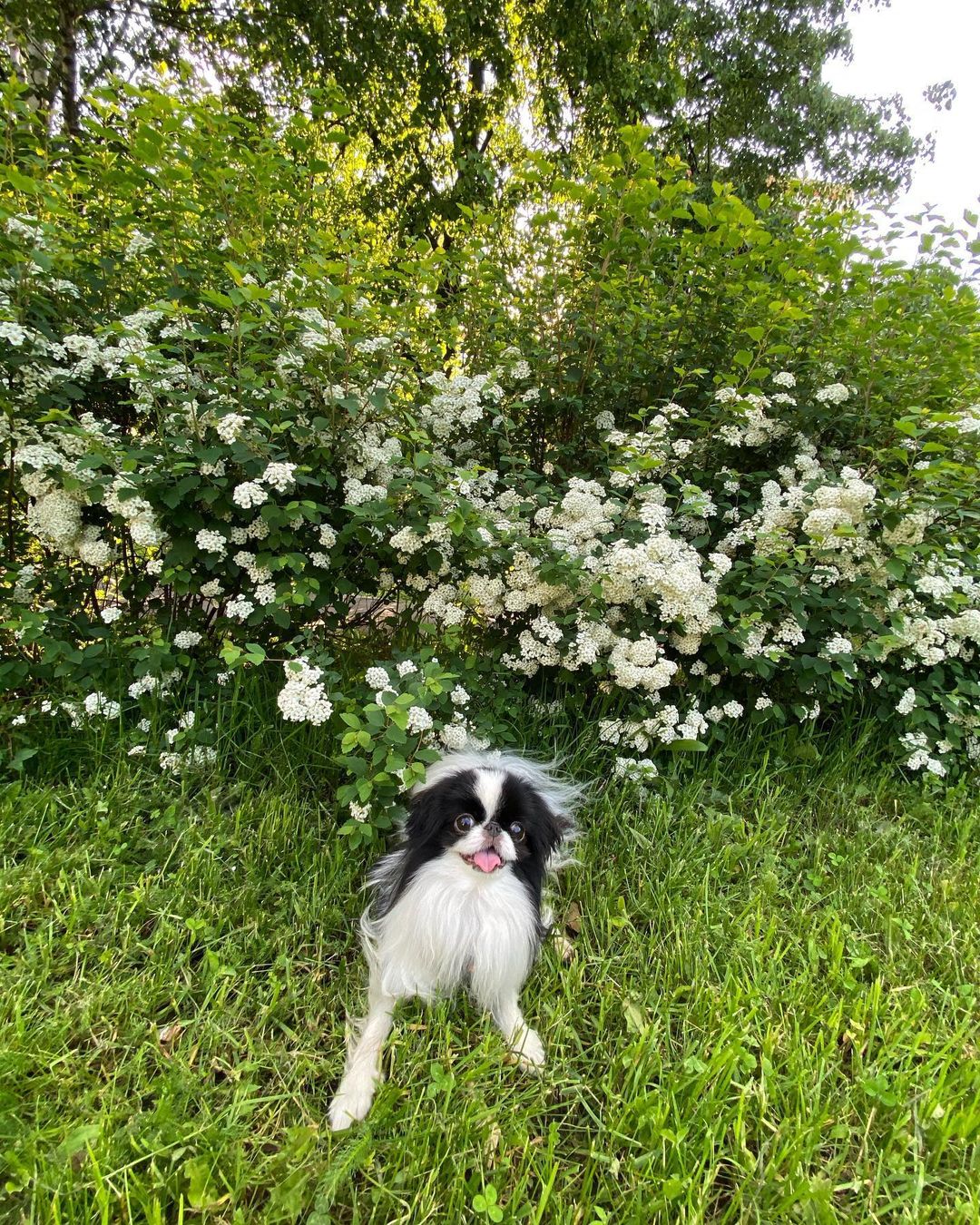 15 Interesting Facts About Japanese Chin 9