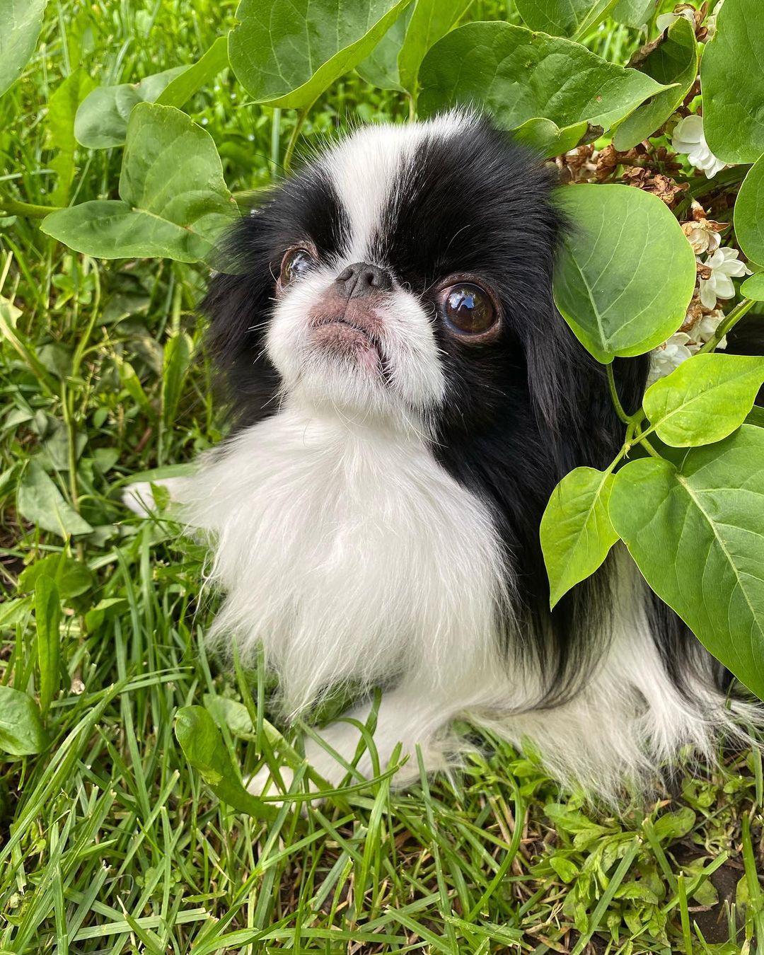 15 Interesting Facts About Japanese Chin 10