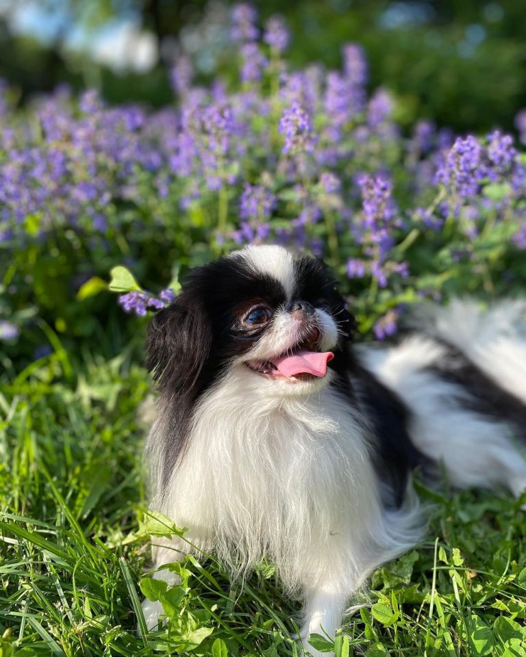 15 Interesting Facts About Japanese Chin Page 2 Of 5 BuzzSharer 15-interesting-facts-about-japanese-chin-page-2-of-5-buzzsharer