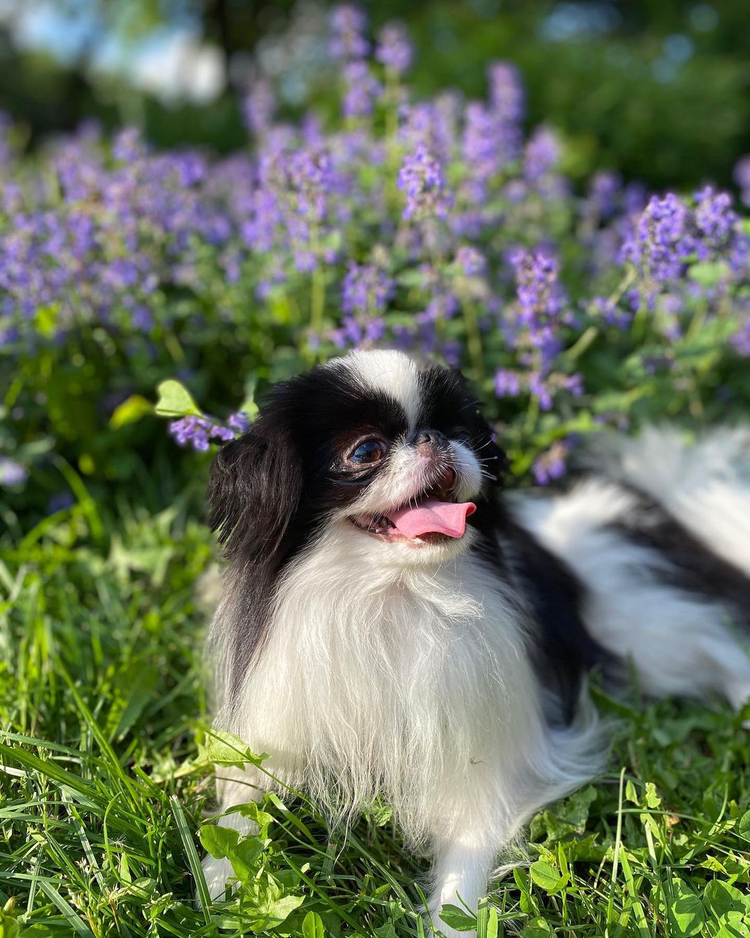 15 Interesting Facts About Japanese Chin 11