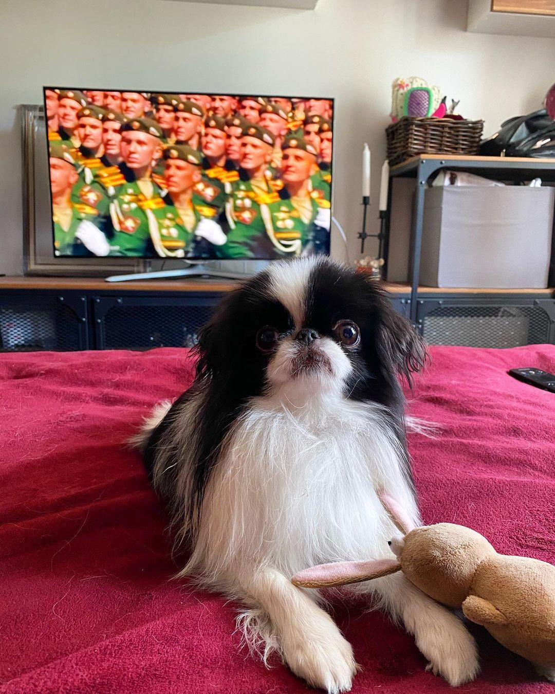 15 Interesting Facts About Japanese Chin 9