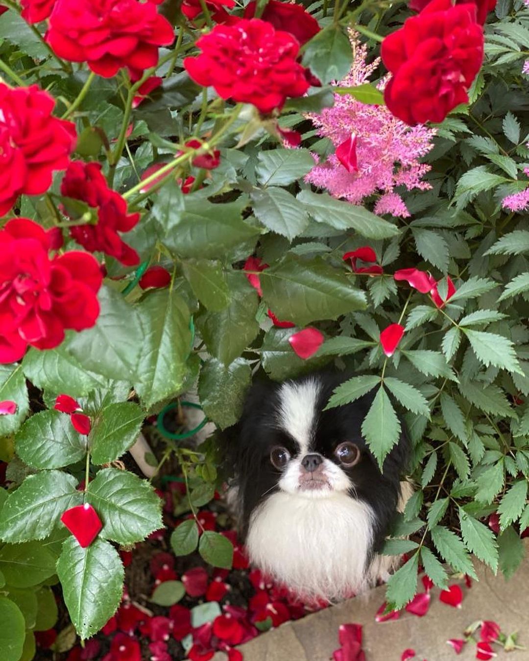 15 Interesting Facts About Japanese Chin 11