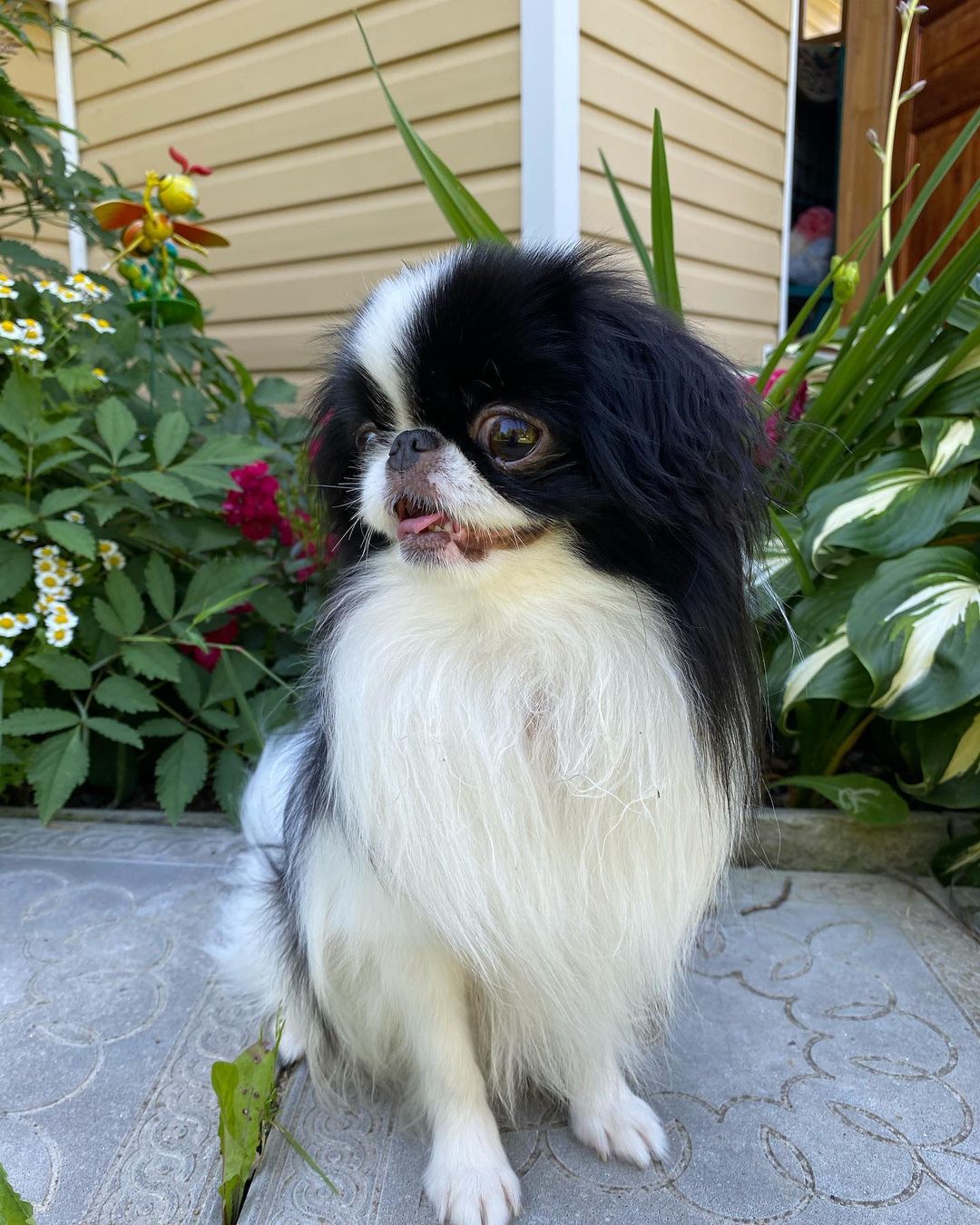 15 Interesting Facts About Japanese Chin 10