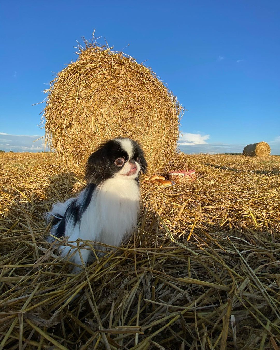 17 Amazing Facts About Japanese Chin You Probably Never Knew 9