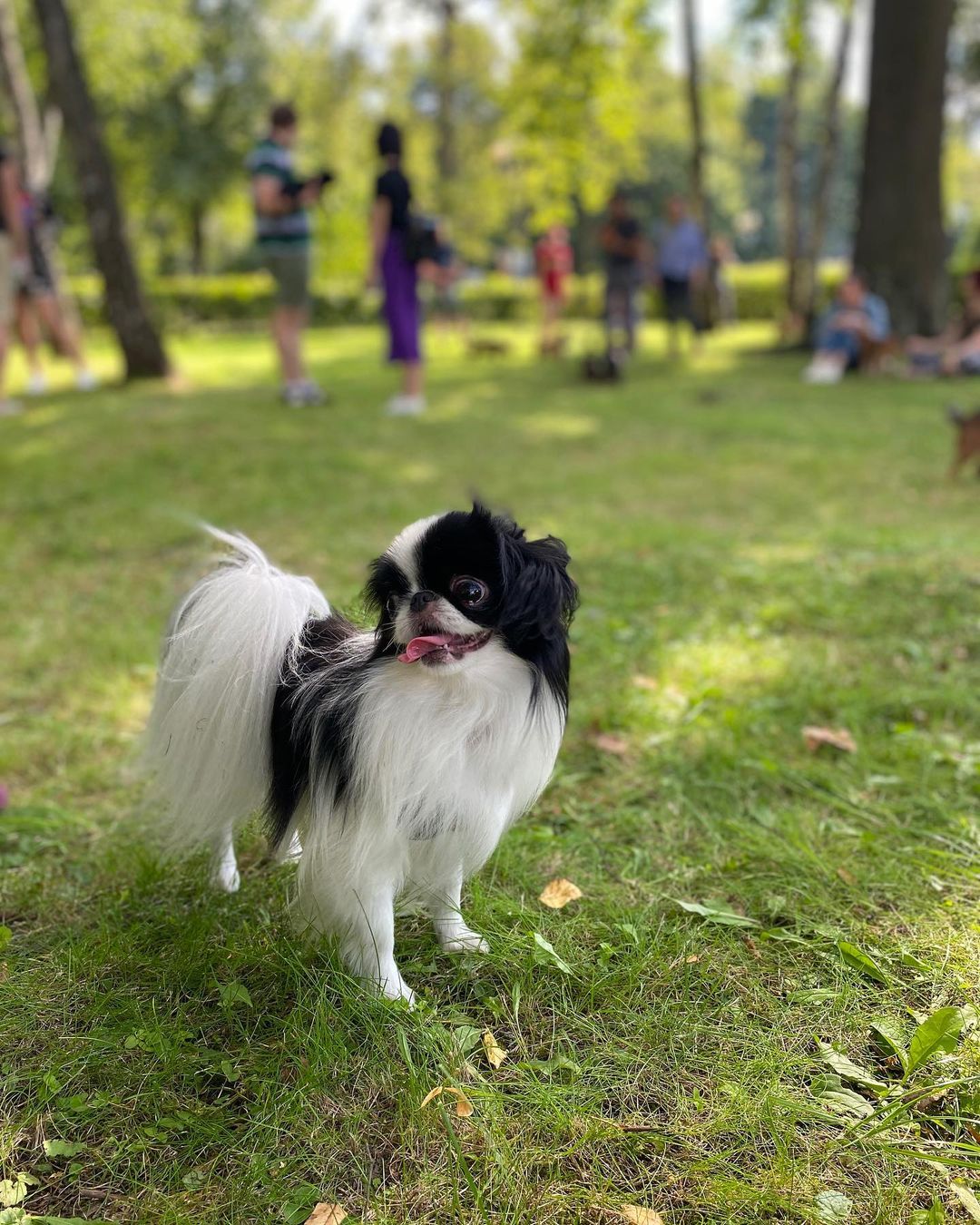 17 Amazing Facts About Japanese Chin You Probably Never Knew 11