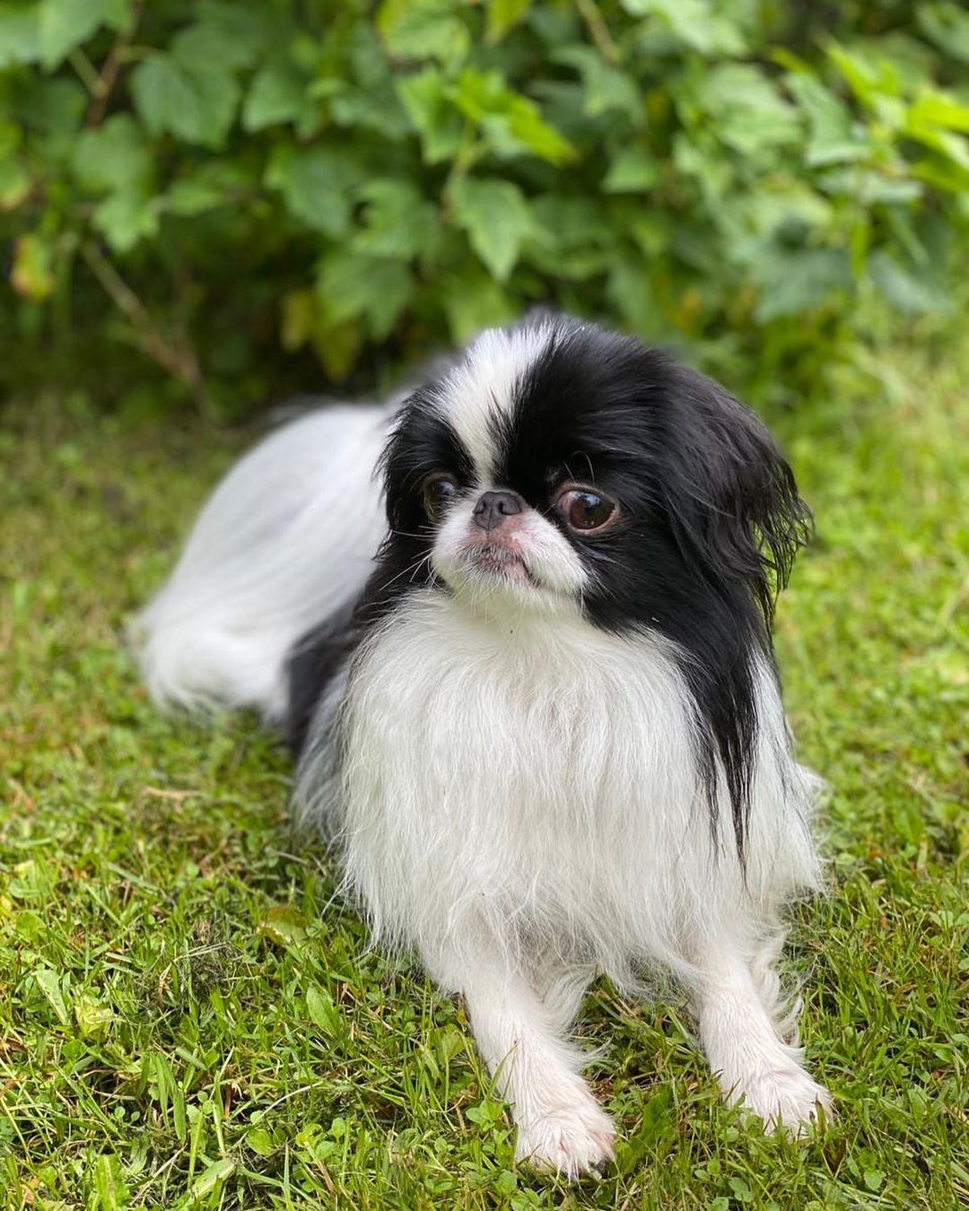 17 Amazing Facts About Japanese Chin You Probably Never Knew 9