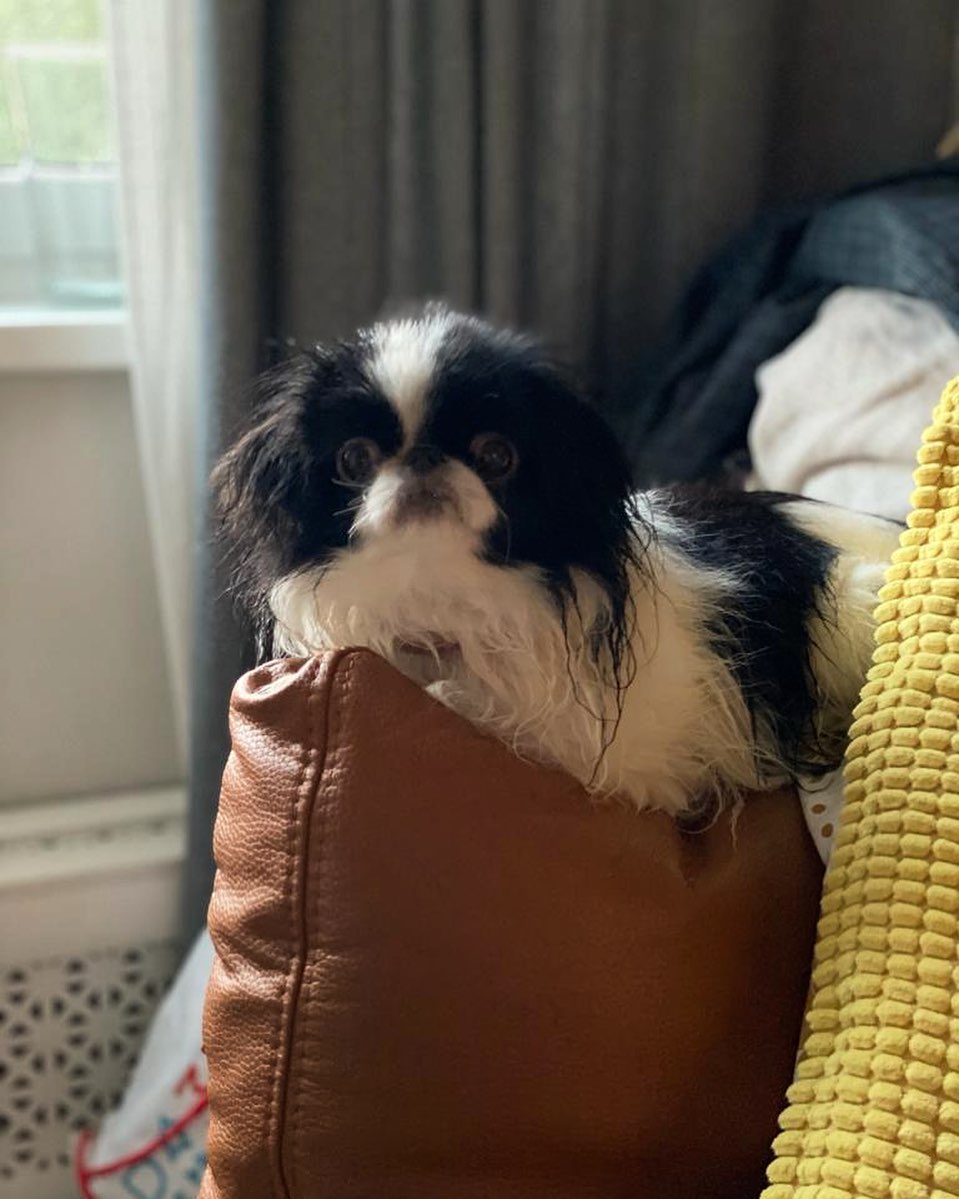 17 Amazing Facts About Japanese Chin You Probably Never Knew 10