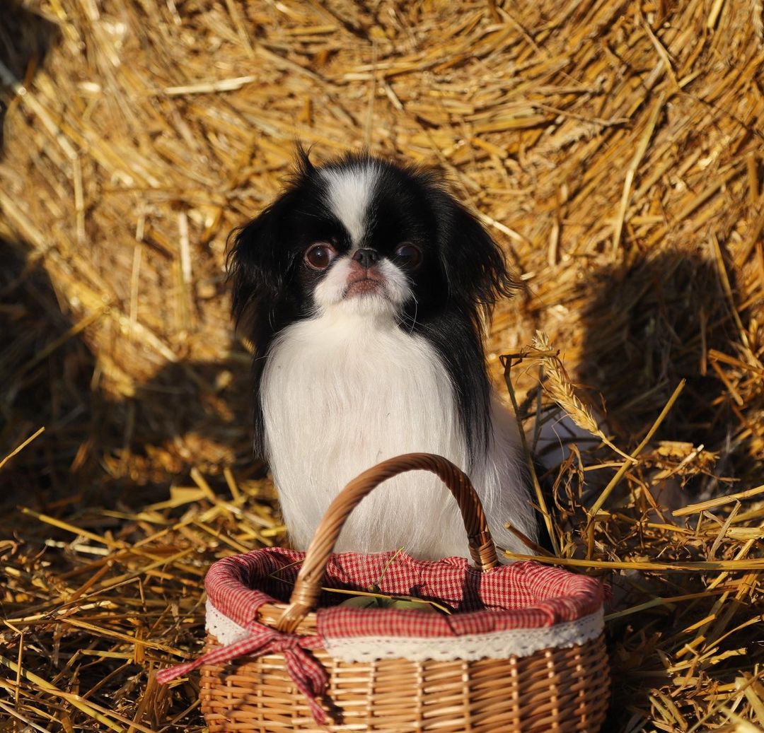 17 Amazing Facts About Japanese Chin You Probably Never Knew 11