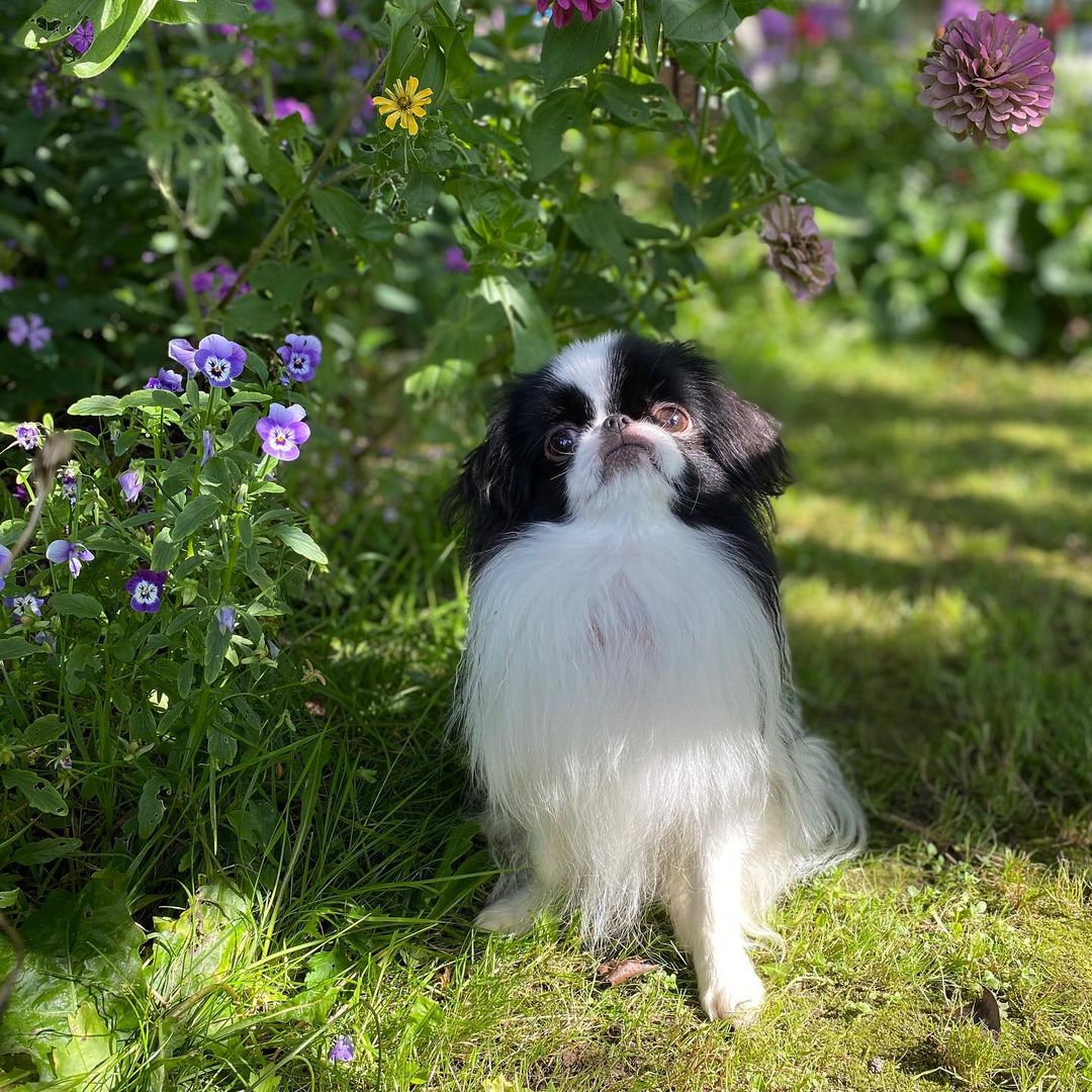 17 Amazing Facts About Japanese Chin You Probably Never Knew 9