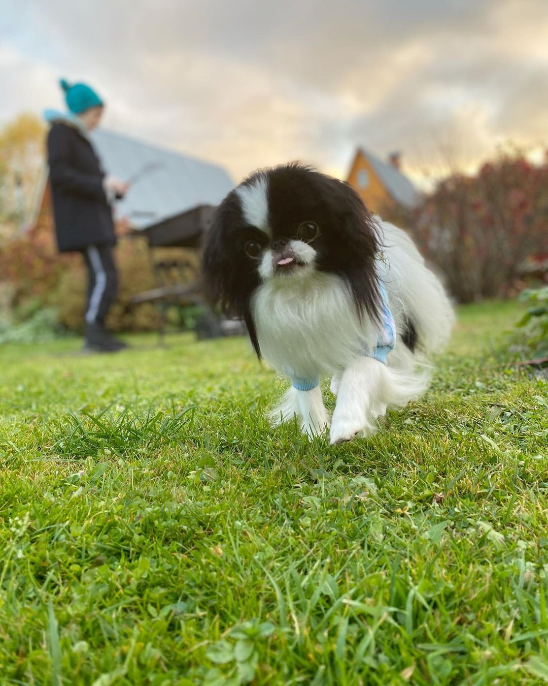 15 Cool Facts About Japanese Chin 9