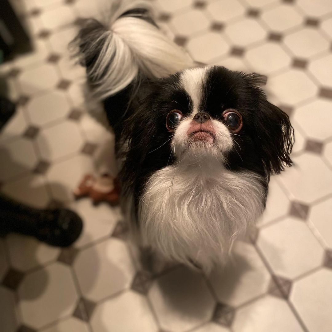 15 Cool Facts About Japanese Chin 9