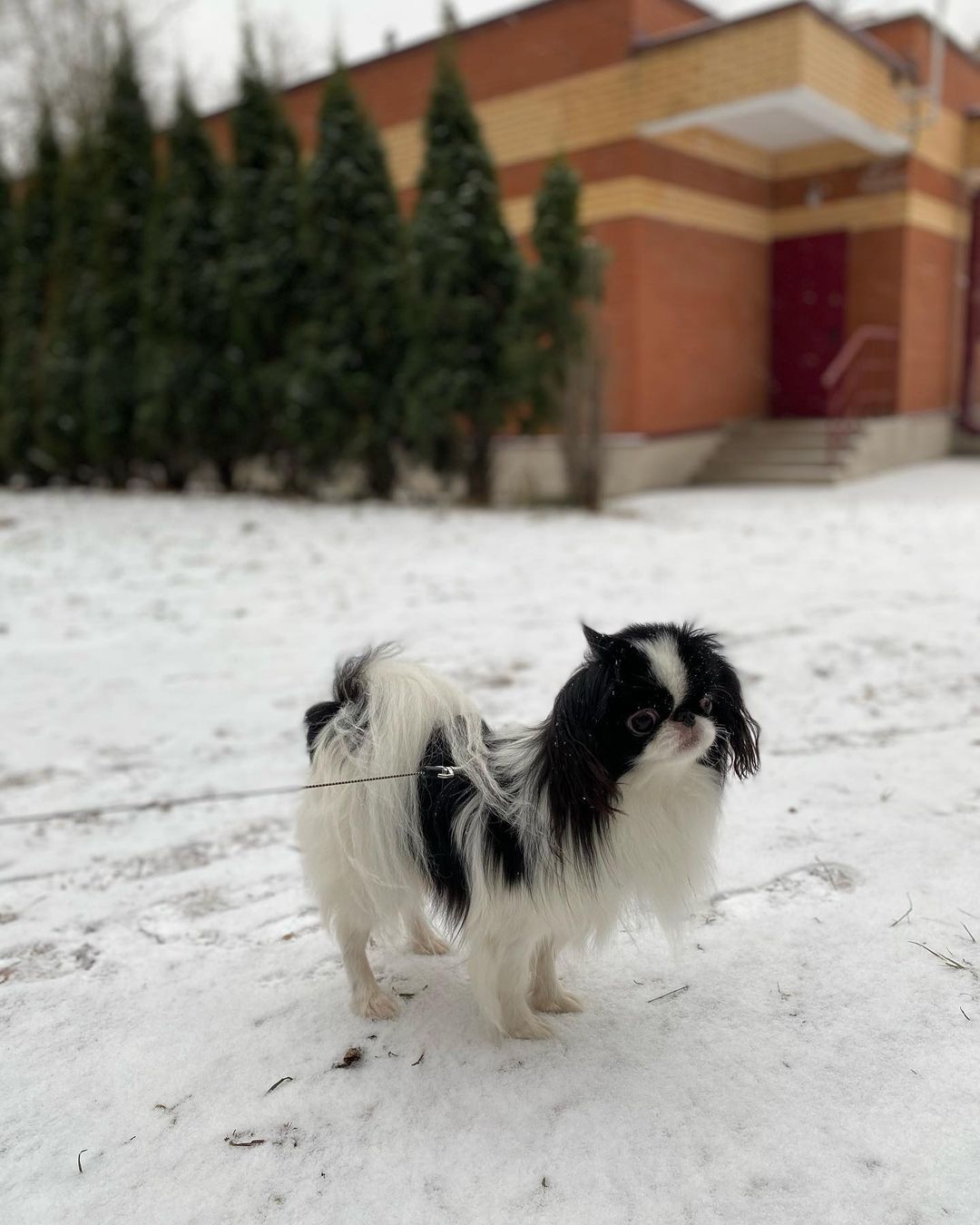 15 Cool Facts About Japanese Chin 10