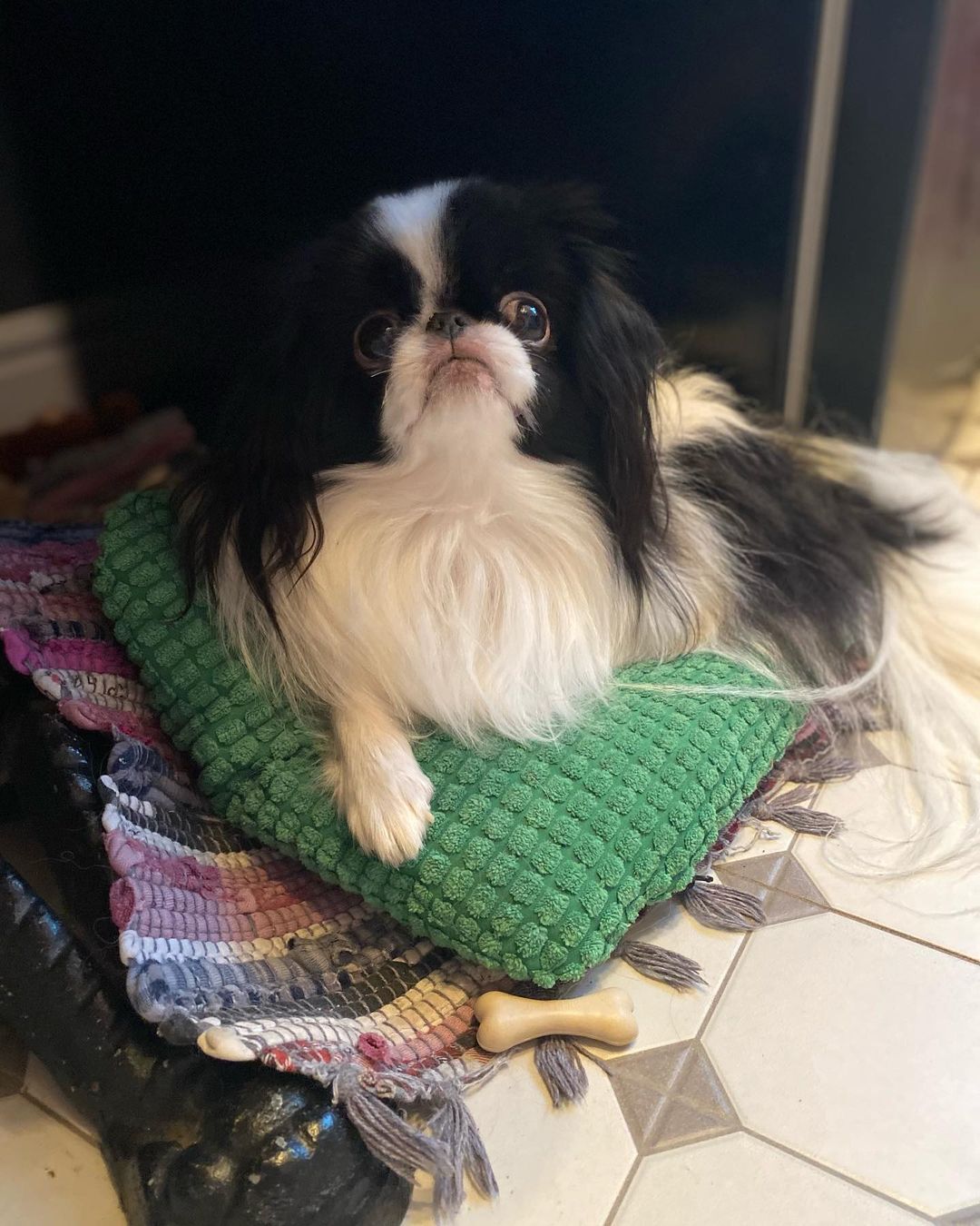 15 Cool Facts About Japanese Chin 11