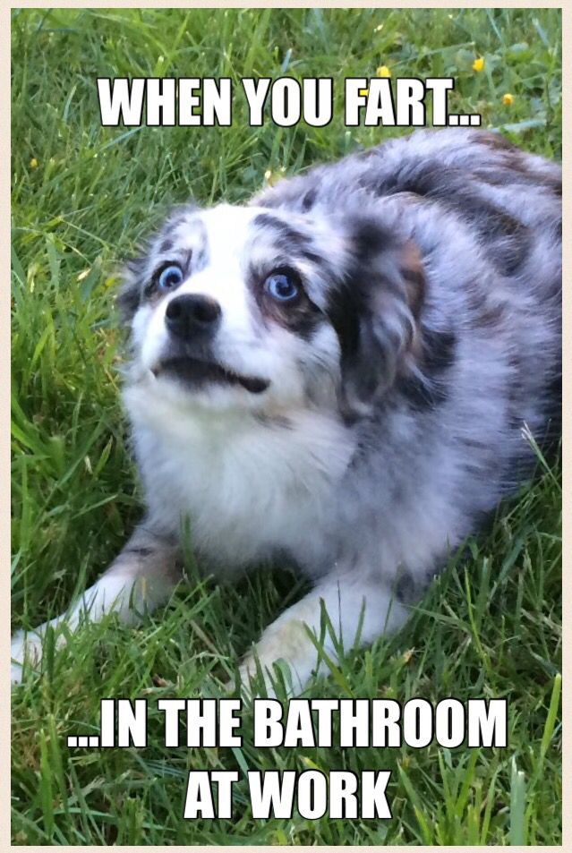 15 Funny Australian Shepherd Memes To Make Your Day 9
