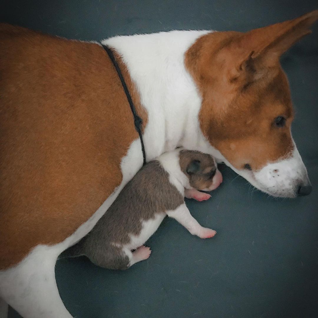 15 Interesting Facts About Basenjis 9