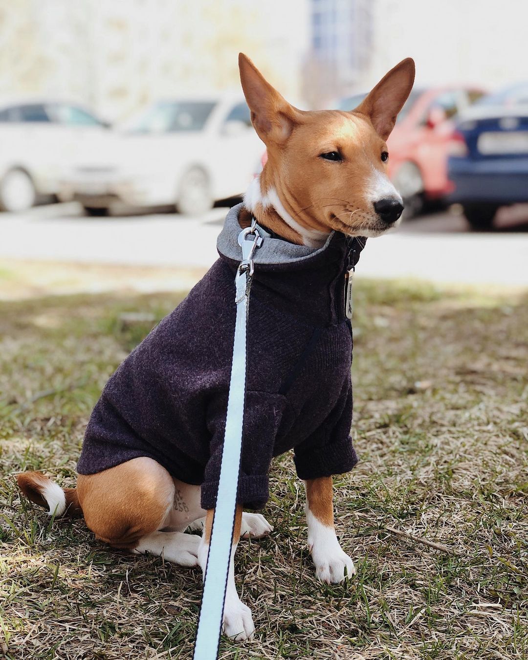15 Interesting Facts About Basenjis 10