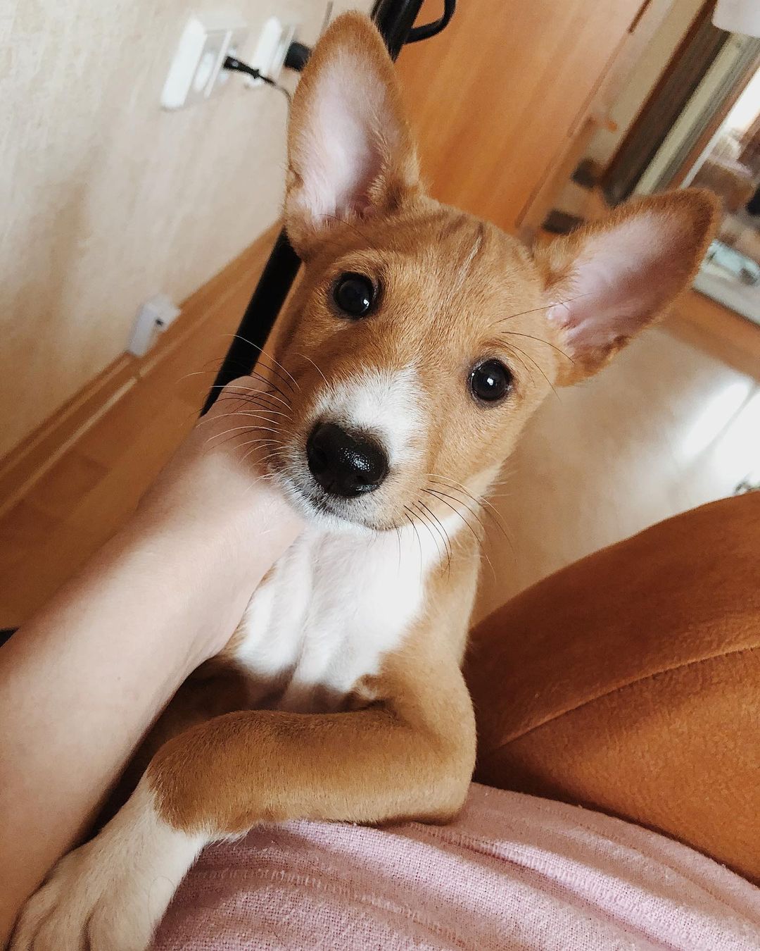 15 Interesting Facts About Basenjis 11