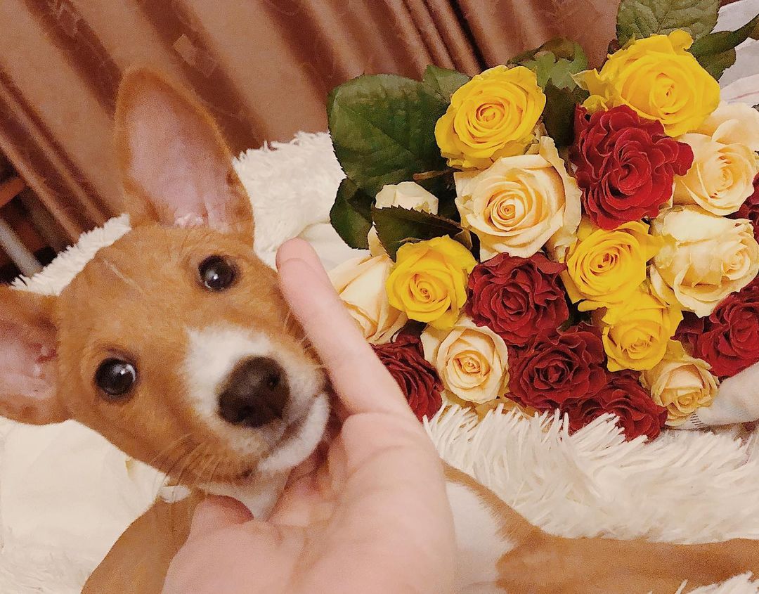 15 Interesting Facts About Basenjis 9