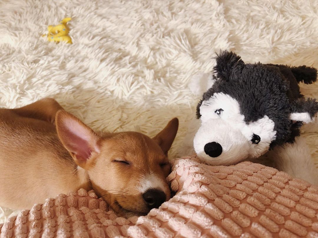 15 Interesting Facts About Basenjis 10