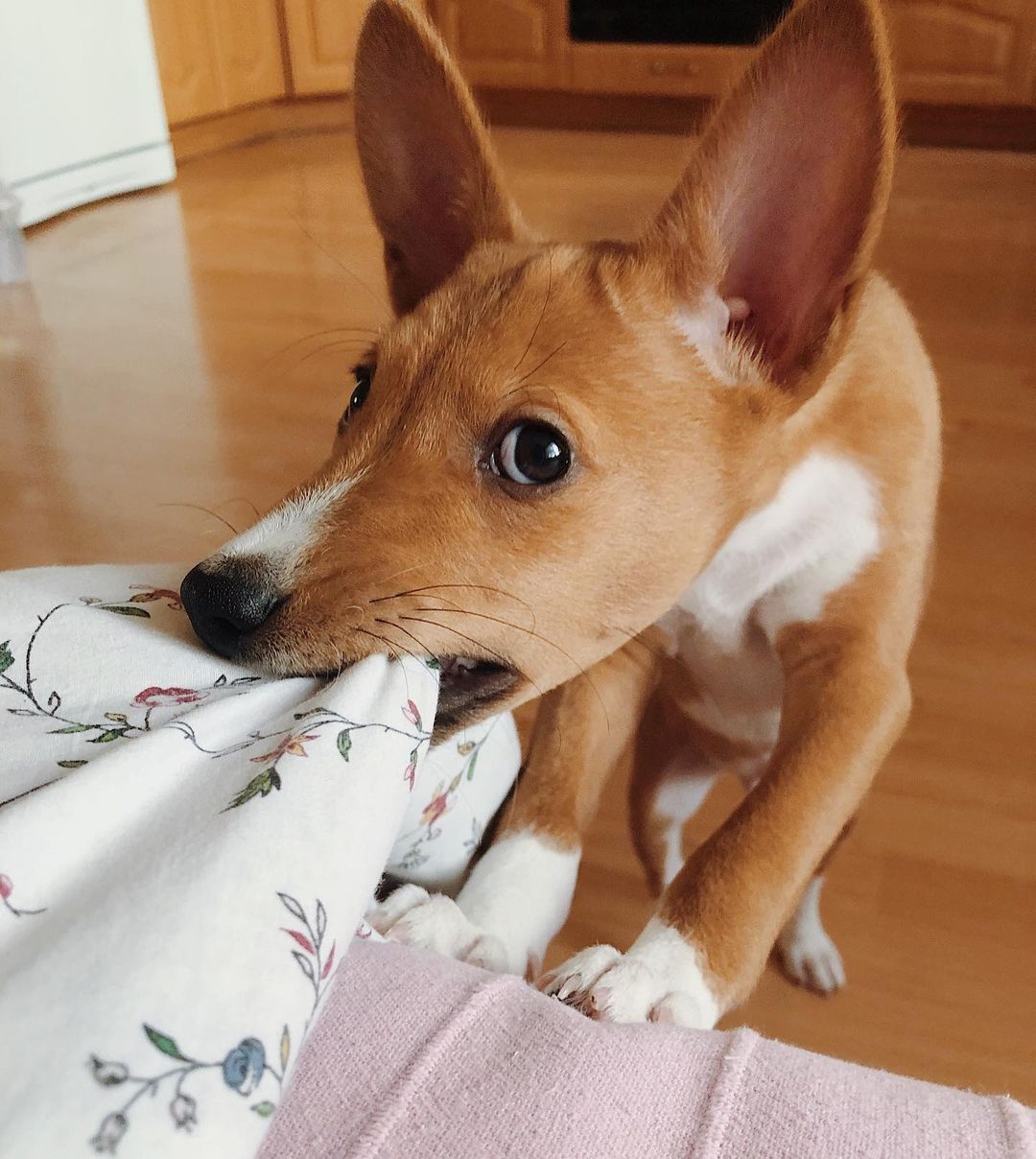 15 Interesting Facts About Basenjis 11