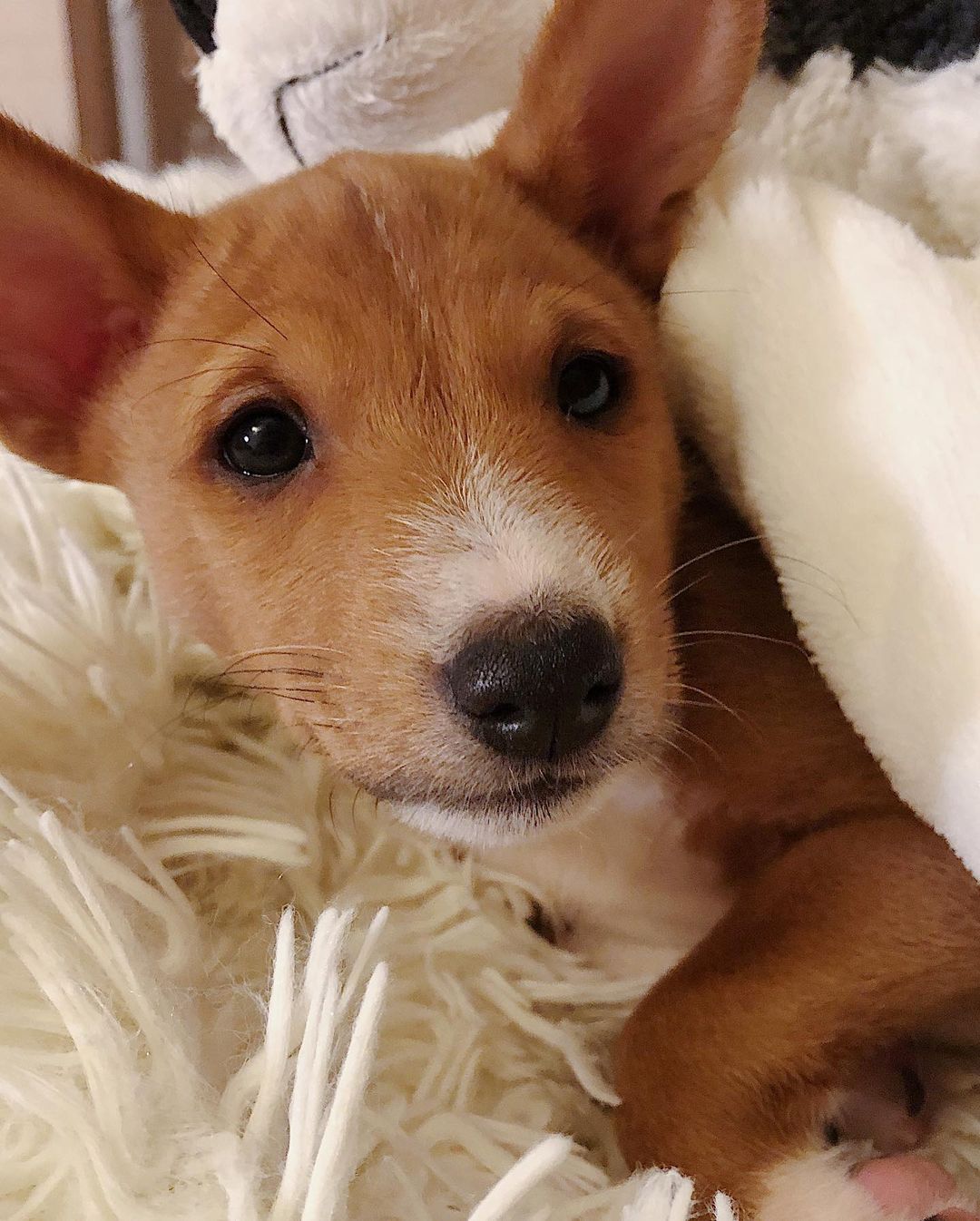 15 Cool Facts About Basenjis 11 15 Cool Facts About Basenjis 11