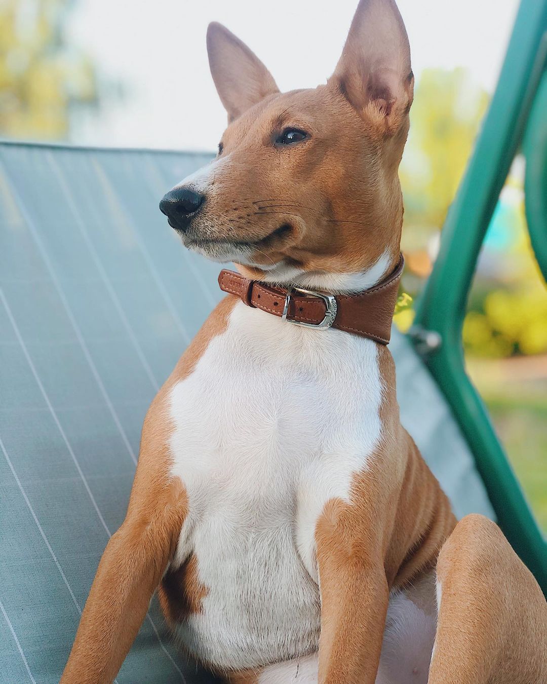 15 Cool Facts About Basenjis 10