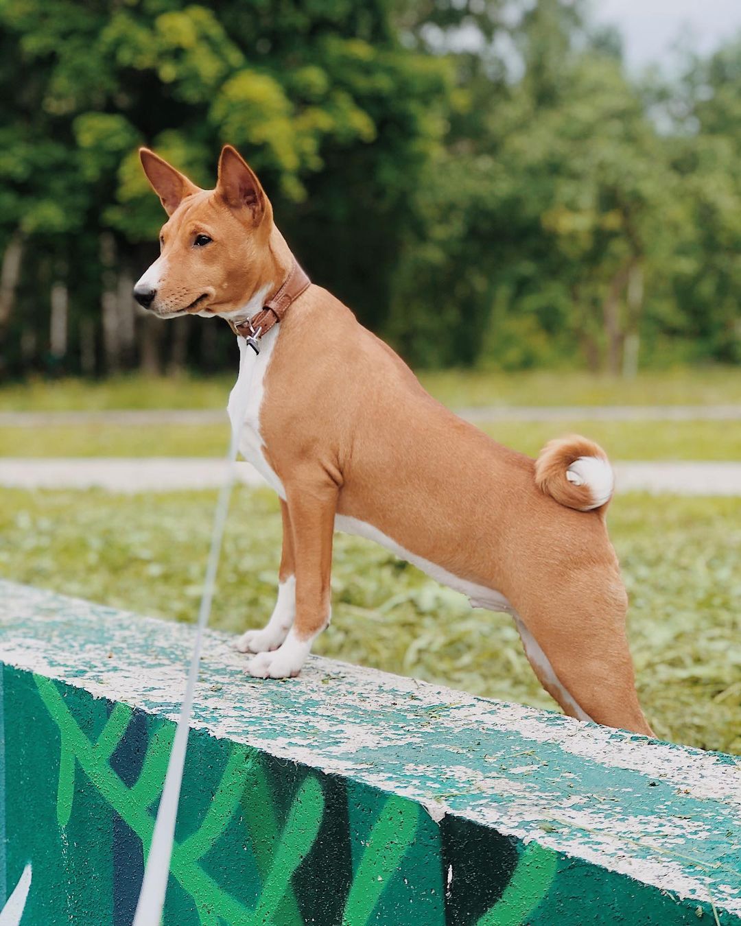 15 Cool Facts About Basenjis 9 15 Cool Facts About Basenjis 9