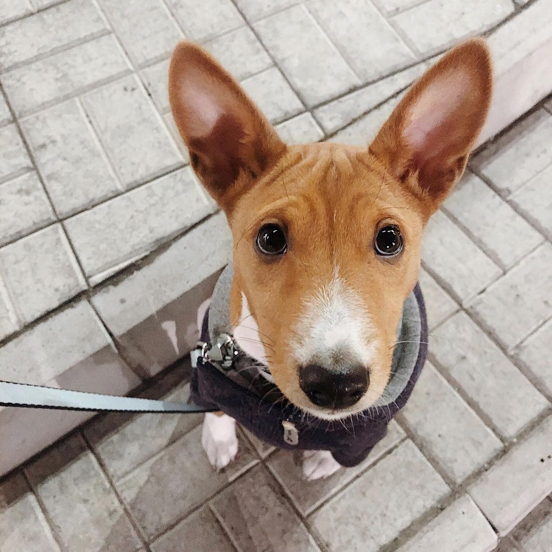 15 Cool Facts About Basenjis 10 15 Cool Facts About Basenjis 10