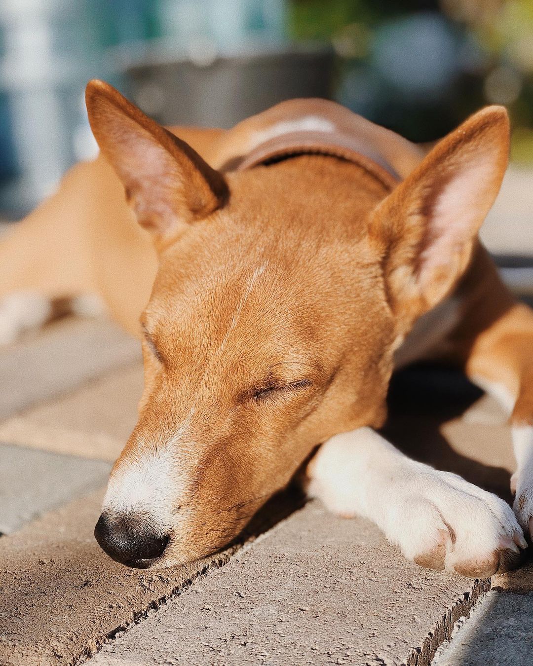 15 Cool Facts About Basenjis 11 15 Cool Facts About Basenjis 11