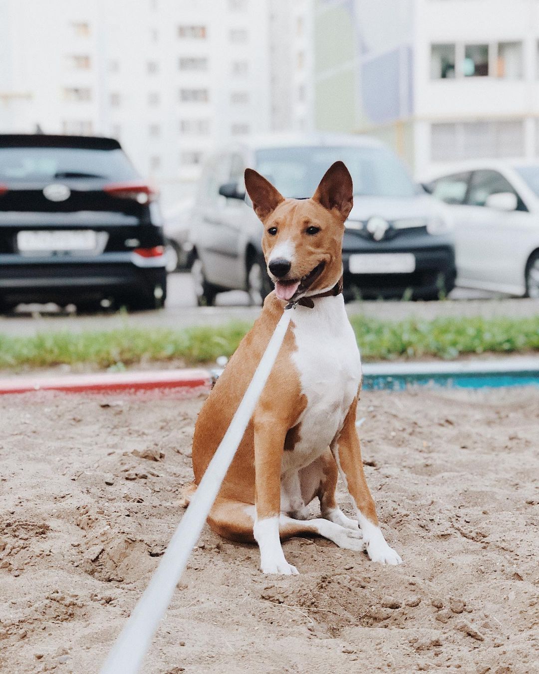 15 Cool Facts About Basenjis 9 15 Cool Facts About Basenjis 9