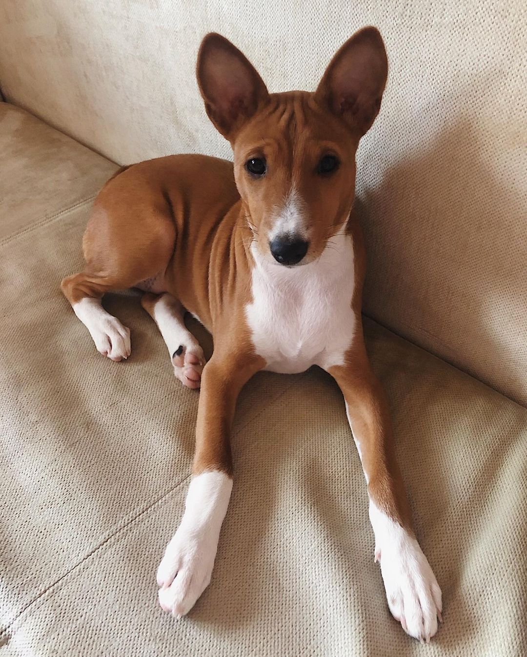 15 Cool Facts About Basenjis 10 15 Cool Facts About Basenjis 10