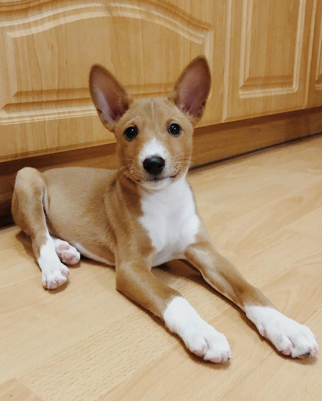 15 Cool Facts About Basenjis 11 15 Cool Facts About Basenjis 11