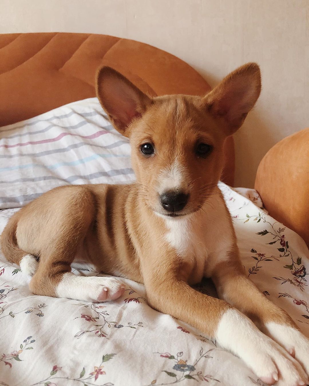 15 Cool Facts About Basenjis 9 15 Cool Facts About Basenjis 9