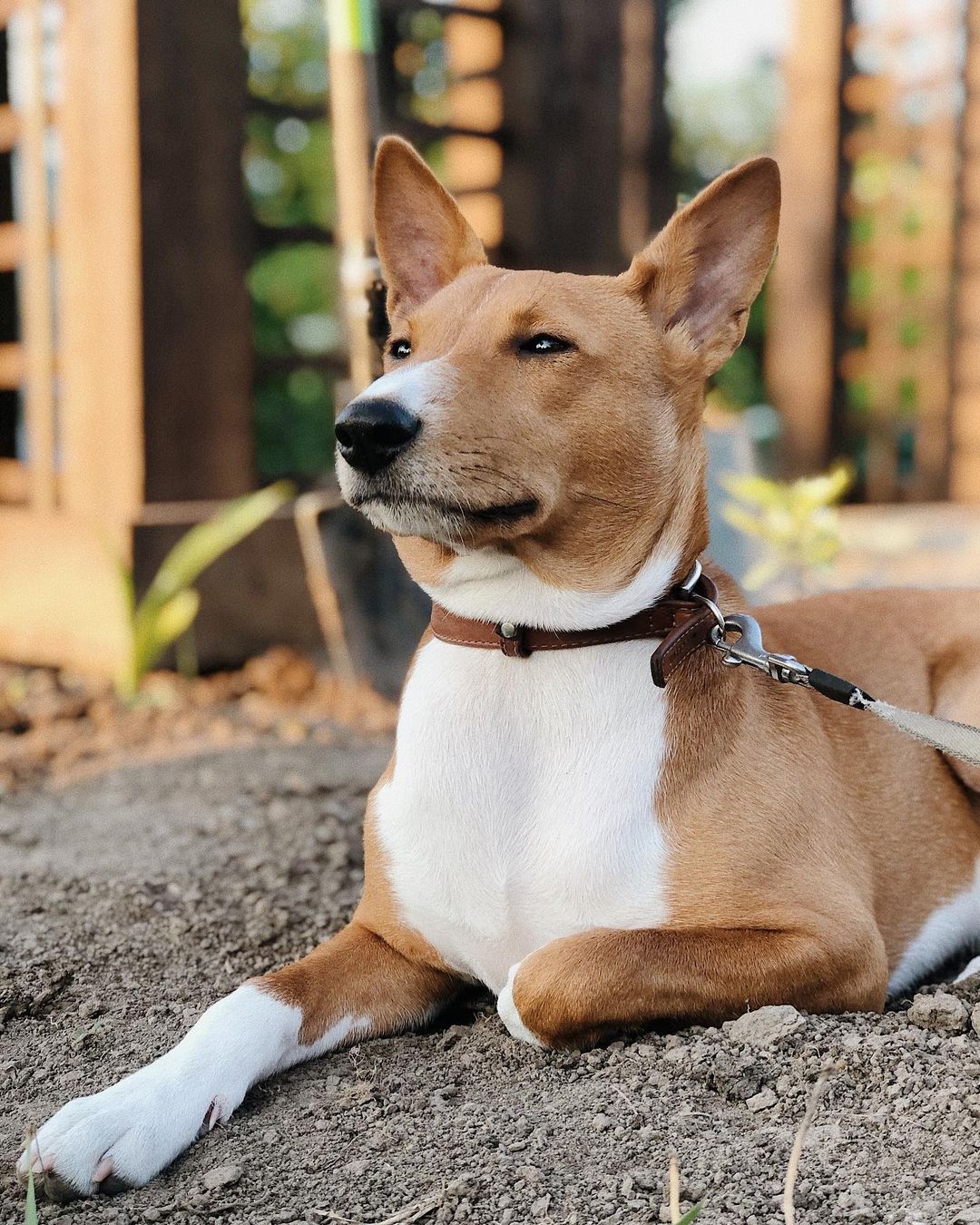15 Cool Facts About Basenjis 10 15 Cool Facts About Basenjis 10