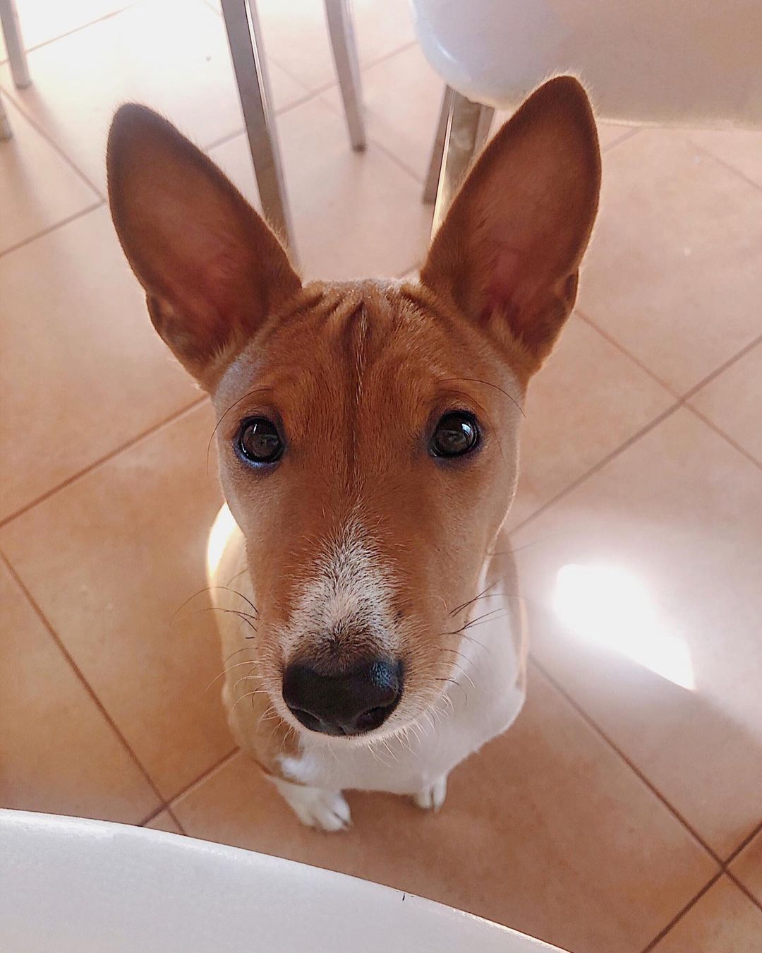 15 Cool Facts About Basenjis 11 15 Cool Facts About Basenjis 11