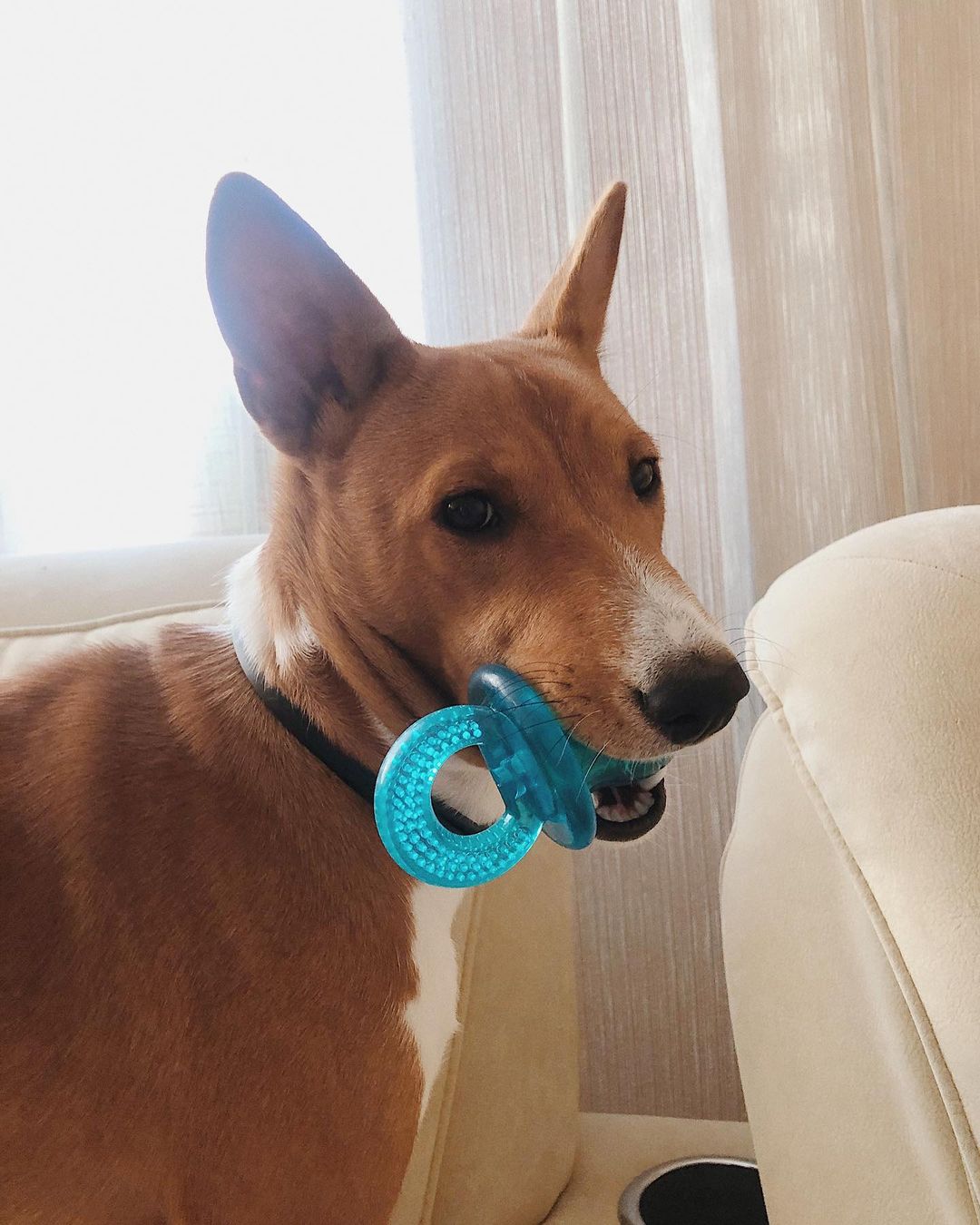 16 Amazing Facts About Basenjis You Probably Never Knew 11