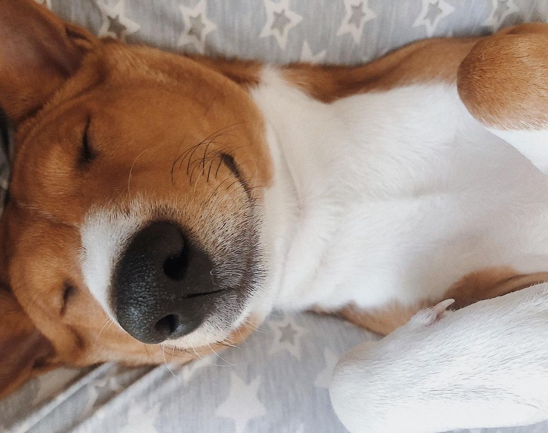16 Amazing Facts About Basenjis You Probably Never Knew 9