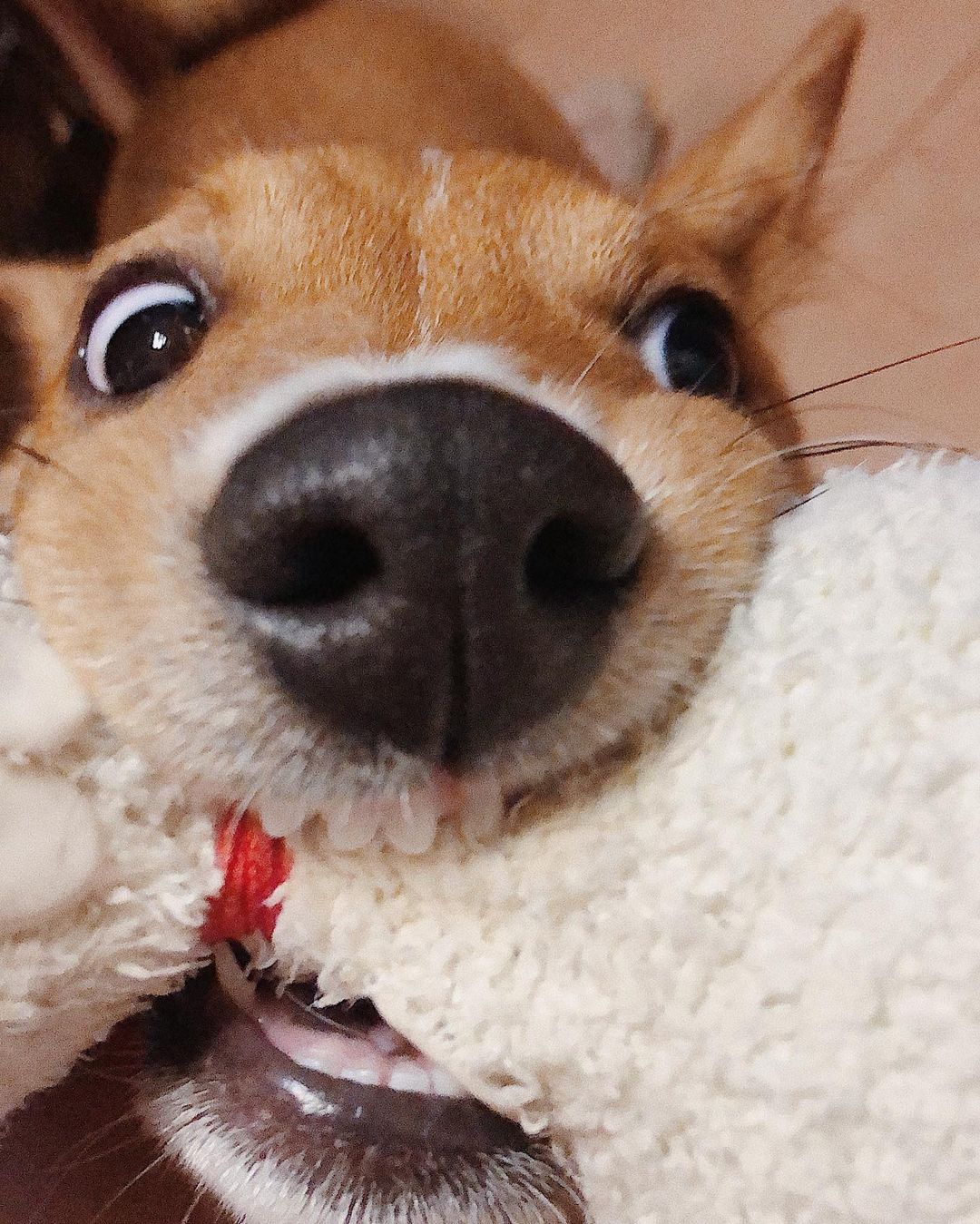 16 Amazing Facts About Basenjis You Probably Never Knew 10