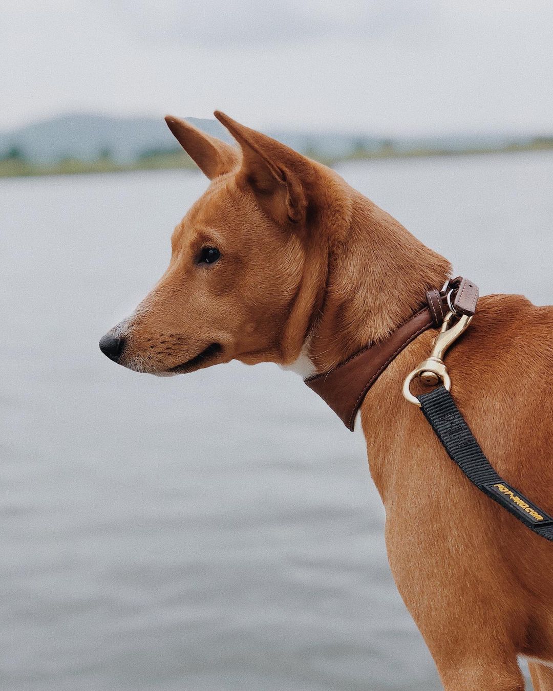 16 Amazing Facts About Basenjis You Probably Never Knew 10