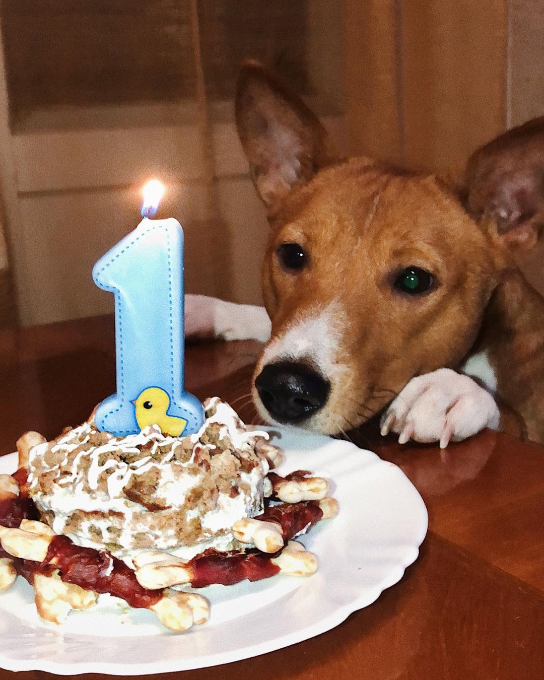 15 Interesting Facts About Basenjis 9