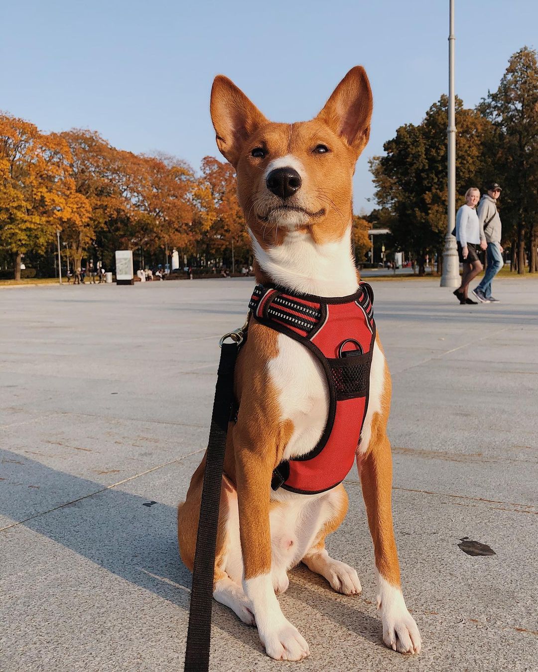 16 Amazing Facts About Basenjis You Probably Never Knew 9