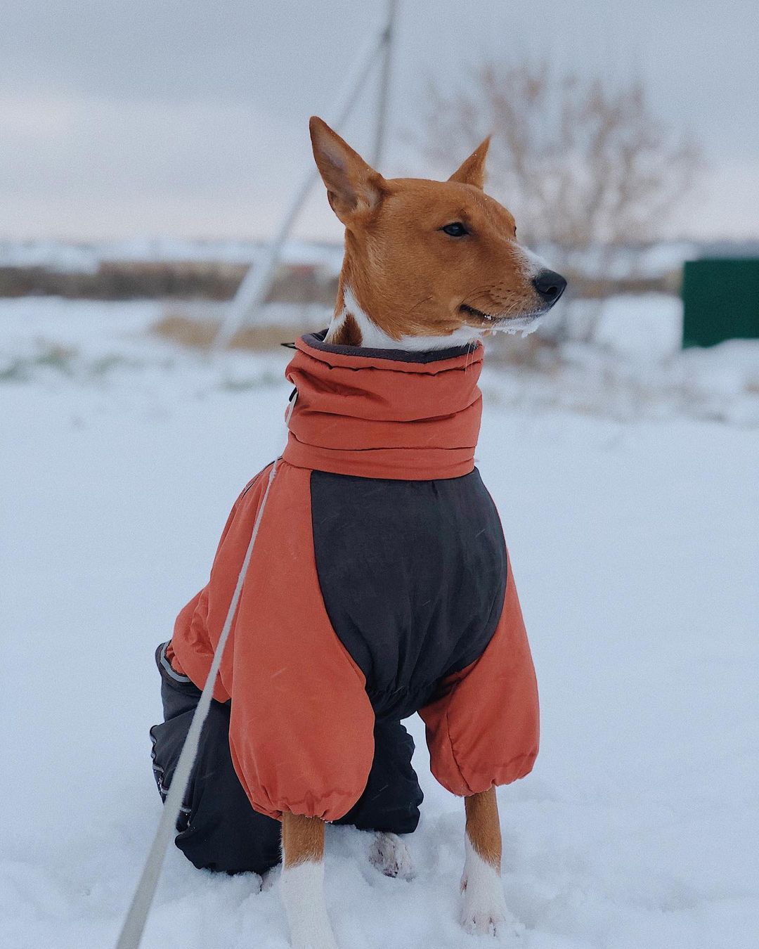 16 Amazing Facts About Basenjis You Probably Never Knew 10